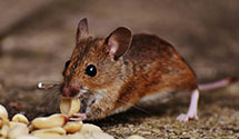 24 Hour & Emergency Exterminators in Mt Holly Spgs, PA